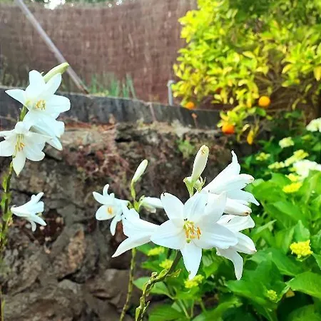 Moiko La Parra (Castile and Leon)