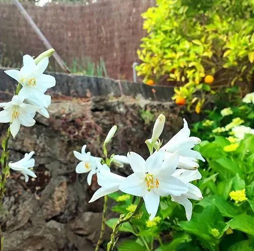 Moiko La Parra (Castile and Leon)